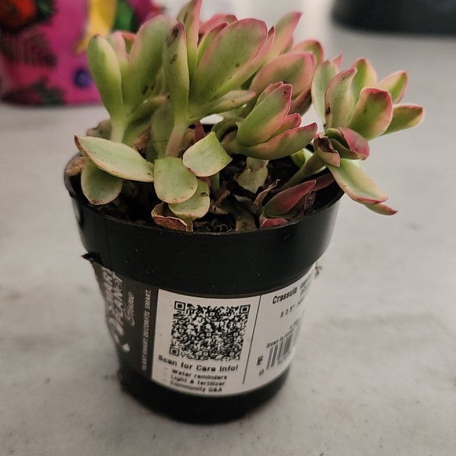 Photo of the plant species Crassula capitella subsp. capitella by @WhizRoyalteeivy named Captain Plant-it on Greg, the plant care app
