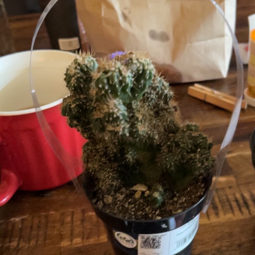 Photo of the plant species Pulvinate Dry Rock Moss by @AdeptWoodruff48 named Winston on Greg, the plant care app
