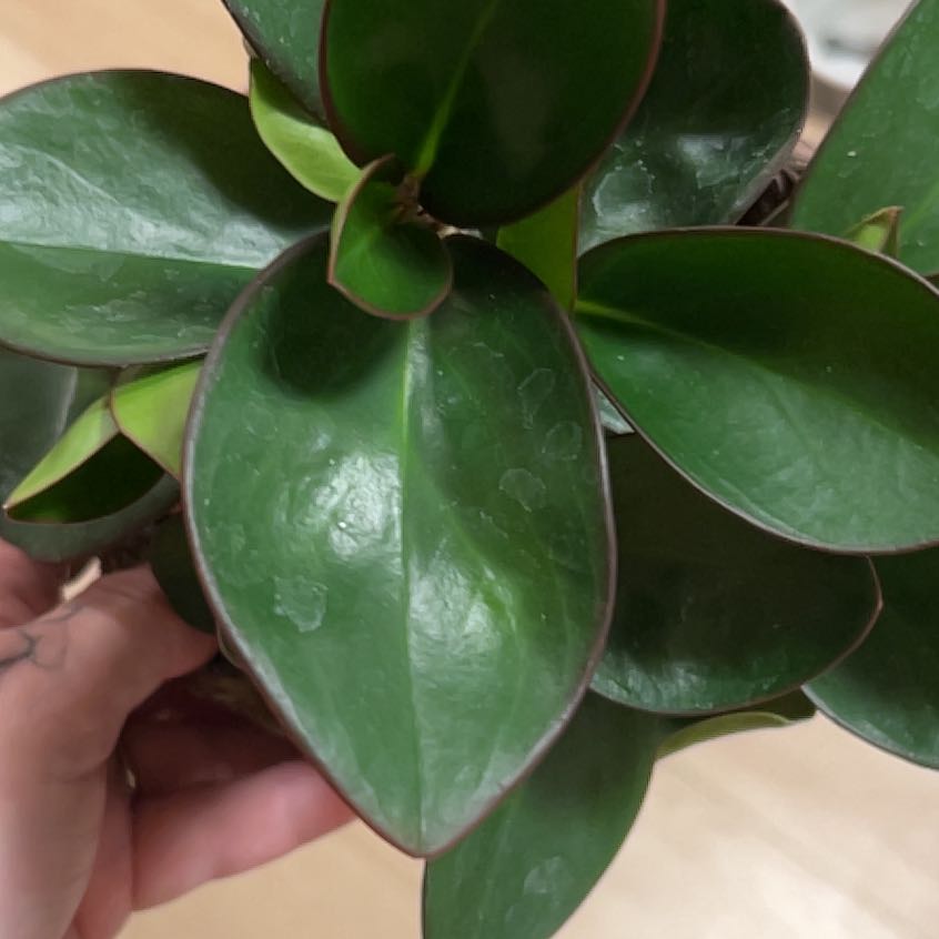 Photo of the plant species Peperomia clusiifolia 'Red Margin' by @AdeptWoodruff48 named Aria on Greg, the plant care app