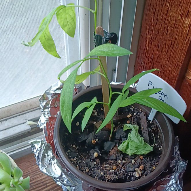 Photo of the plant species Wild Pigeon Pea by @PetBegonia58 named Keanu Leaves on Greg, the plant care app