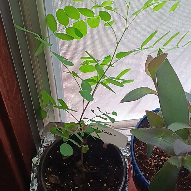 Photo of the plant species Locust Bonsai by @PetBegonia58 named Pax on Greg, the plant care app