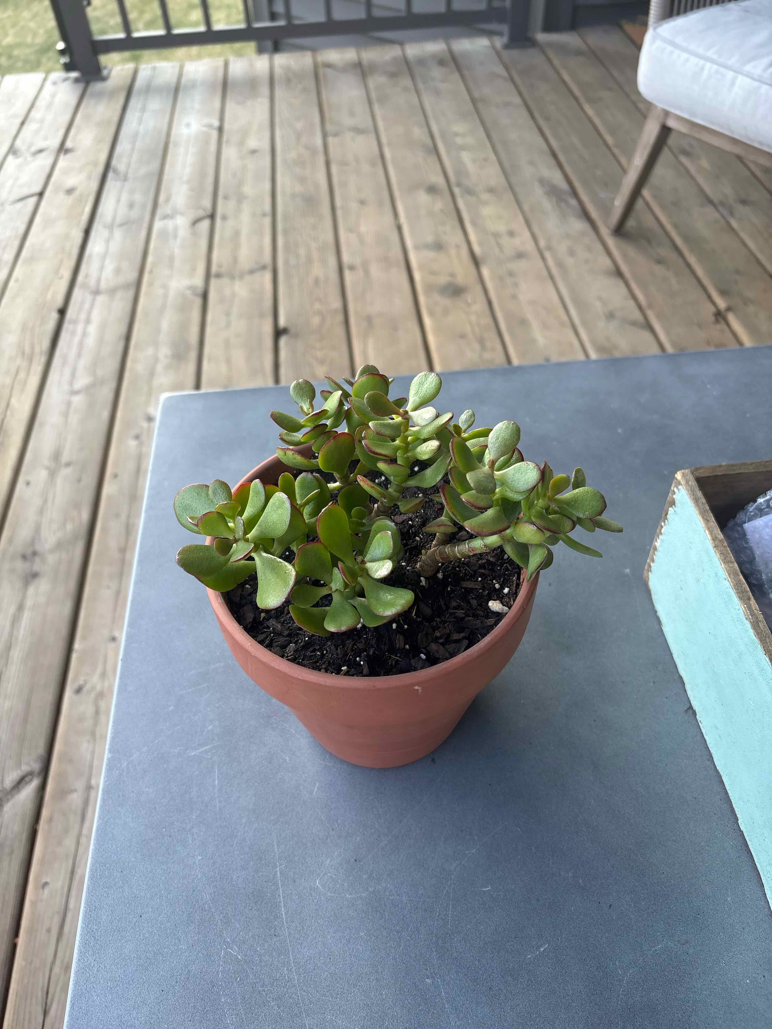 Photo of the plant species Crassula 'Botany Bay' by @CaringGeropogon named Jewel on Greg, the plant care app