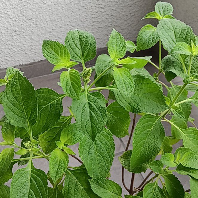 Photo of the plant species Tulsi Kapoor (Holy Basil) by @JocundBetel70 named Tulsi mata on Greg, the plant care app