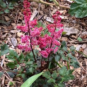 Photo of the plant species Paradise Plant by @ConnectedAlmond named Doja Cat on Greg, the plant care app