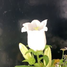 Photo of the plant species Canterbury Bells by @ConnectedAlmond named Daphne on Greg, the plant care app