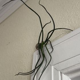 Photo of the plant species Tillandsia Bulbosa Belize by @BetterSatinwood named Michael Jackson on Greg, the plant care app