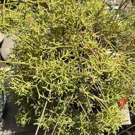 Photo of the plant species Juniper Mistletoe by @EternalBeebalm named Naomi on Greg, the plant care app