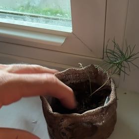 Photo of the plant species rocky mountain pine by @PetDill62 named Einstein on Greg, the plant care app