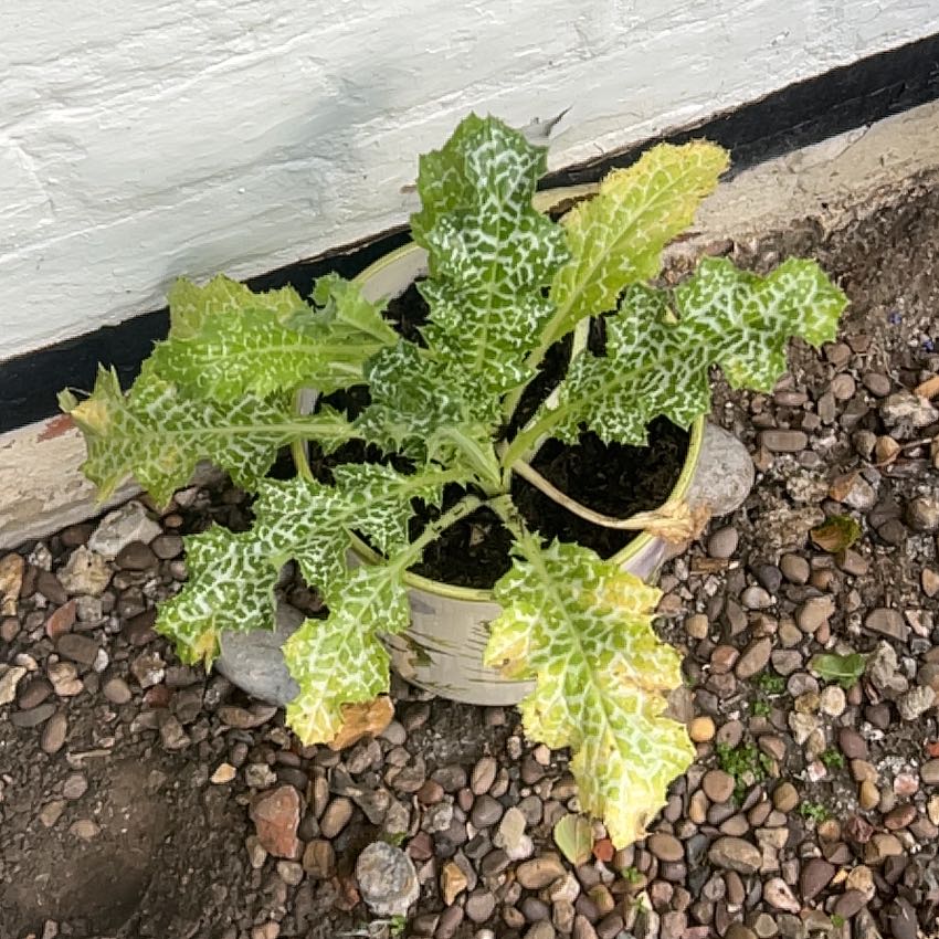 Photo of the plant species Blessed Milk Thistle by @AlertOtanthus67 named Tolkien on Greg, the plant care app