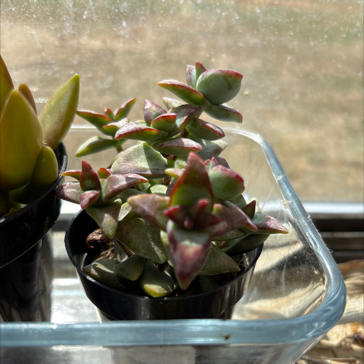 Photo of the plant species Assorted Crassula by @JocoseSedge36 named Oscar on Greg, the plant care app