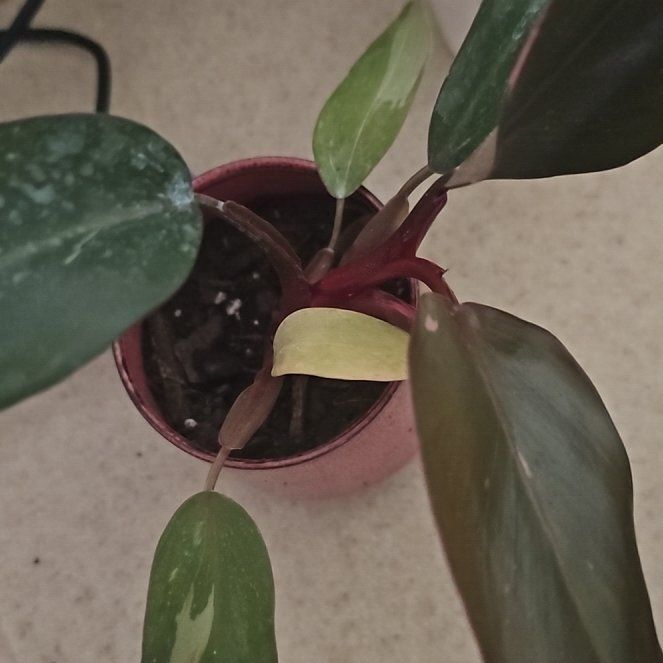 Photo of the plant species Black Cherry Pink Princess by @ModestCactus36 named Cheyenne on Greg, the plant care app