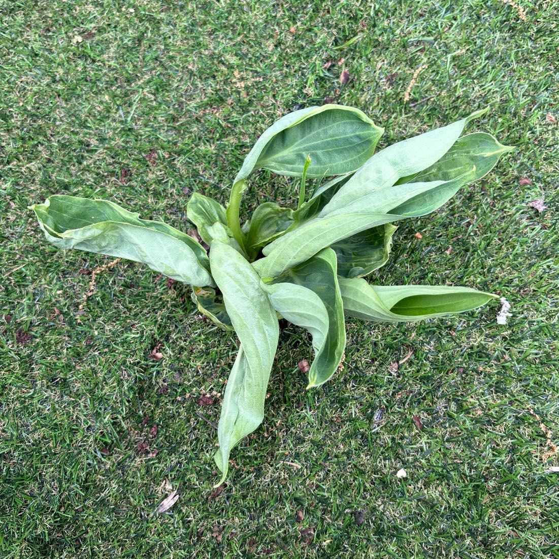 Photo of the plant species Himantoglossum robertianum by @CarefreePuka84 named Athena on Greg, the plant care app