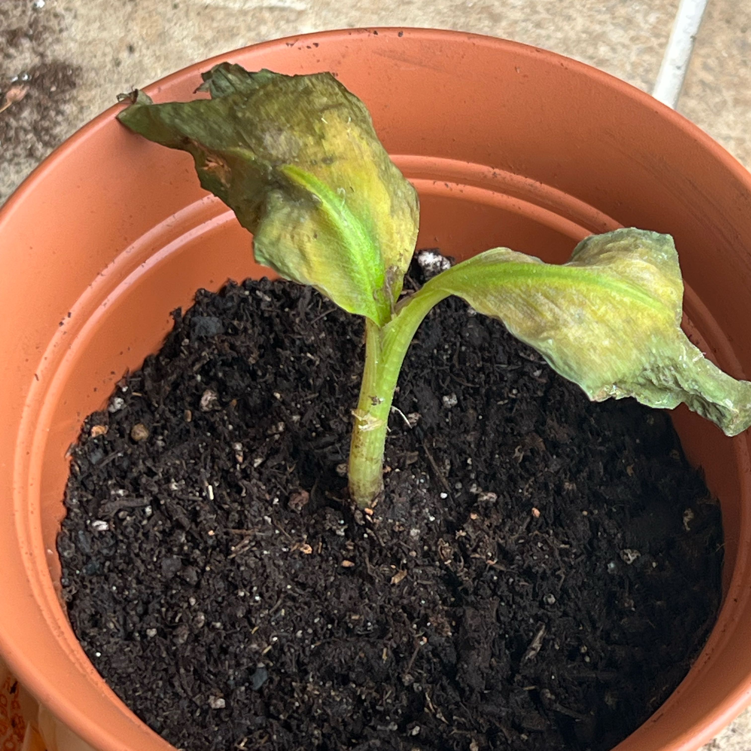 Photo of the plant species Super Dwarf Cavendish Banana by @BlazingNapaea59 named Kardashian on Greg, the plant care app