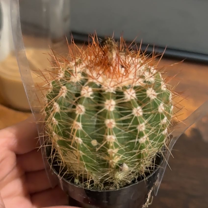 Photo of the plant species Notocactus by @SirFrogbit72 named Reba on Greg, the plant care app