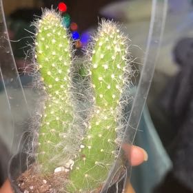 Photo of the plant species Prickly Pear Snow by @FavoriteCassava named Mordecai and Rigby on Greg, the plant care app