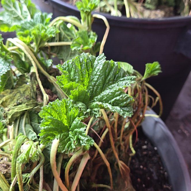 Photo of the plant species High Mallow by @CapableMelon58 named Leaf Erickson on Greg, the plant care app