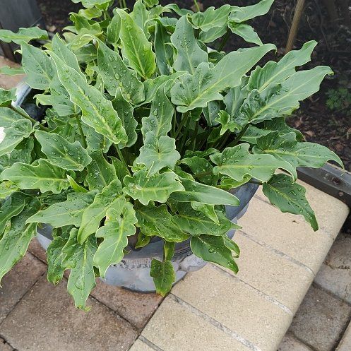 Photo of the plant species Dragon Arum by @ExecMossfern30 named Baesil on Greg, the plant care app