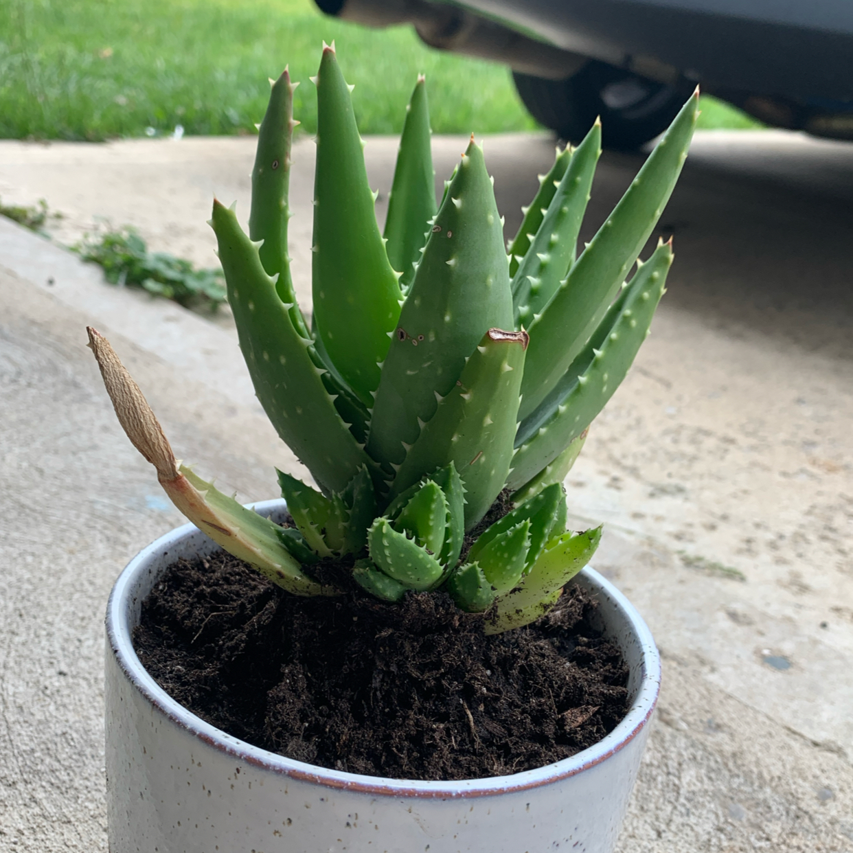 Photo of the plant species Aloe Nobilis by @BigMugwort99 named Tree Diddy on Greg, the plant care app