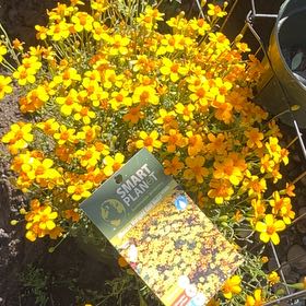 Photo of the plant species Dwarf Marigold by @SoundlyRye89 named Curie on Greg, the plant care app