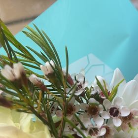 Photo of the plant species Wandering Heath by @SoundlyRye89 named Taylor Swift on Greg, the plant care app