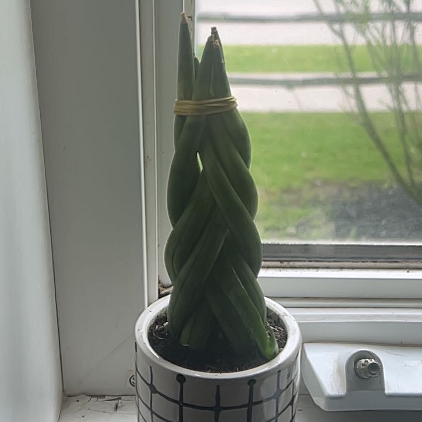 Photo of the plant species Braided Snake Plant, Mother-in-laws Tongue by @TopCoyotillo34 named Medusa on Greg, the plant care app