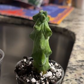 Photo of the plant species Boobie Cactus by @kmarroyo1 named Tittiana on Greg, the plant care app