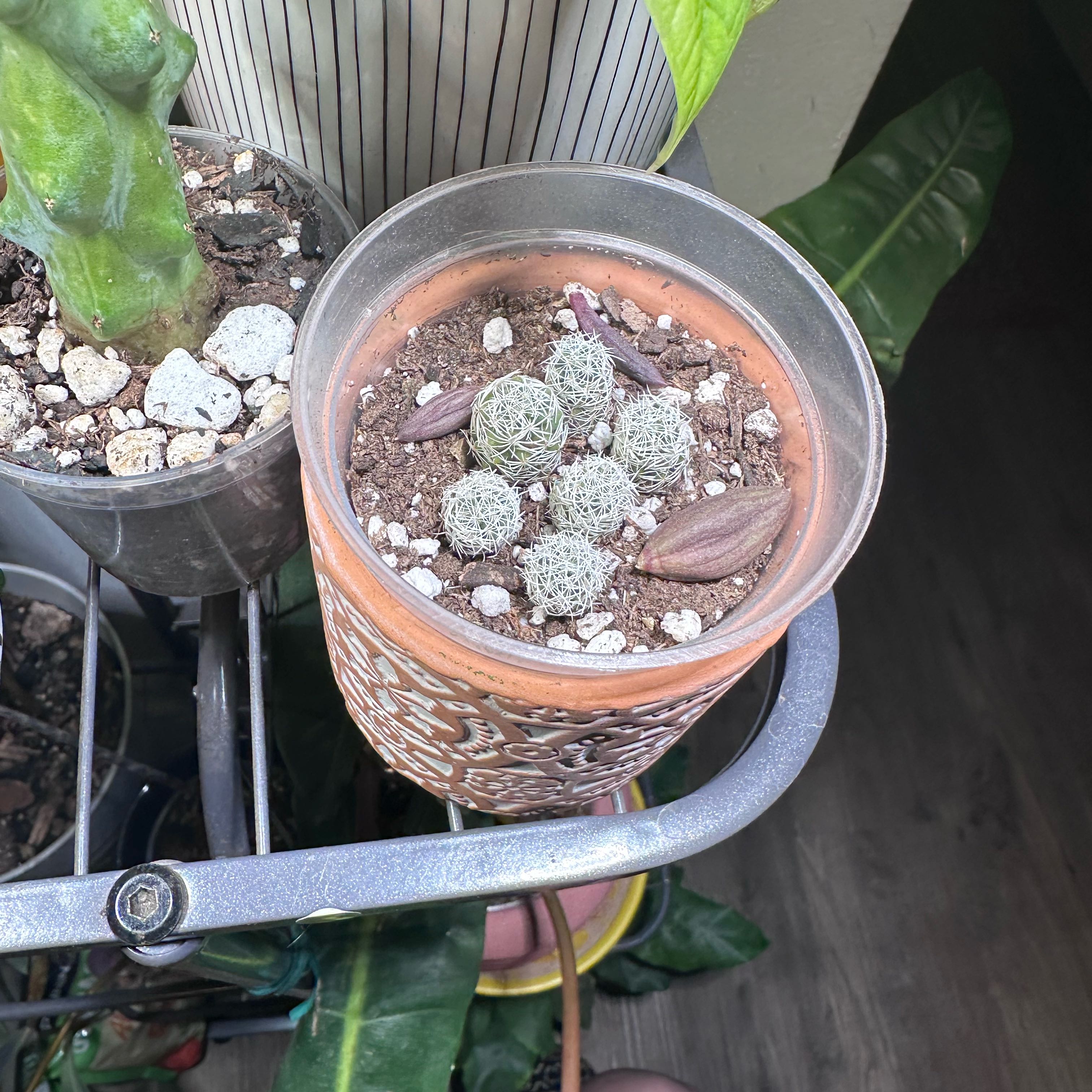 Photo of the plant species arizona snowcap by @kmarroyo1 named Nithin on Greg, the plant care app