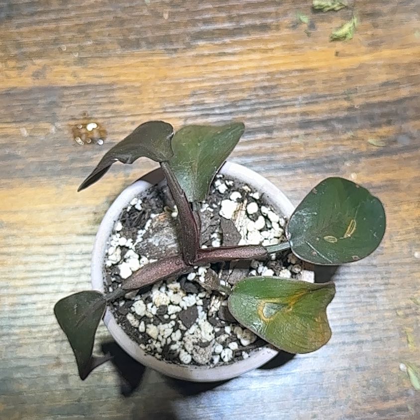Photo of the plant species Philodendron Royal Queen by @kmarroyo1 named Michelle Branch on Greg, the plant care app