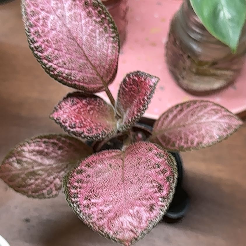 Photo of the plant species Episcia 'Strawberry Patch' by @kmarroyo1 named Halle Berry (actually pink strawberry mist) on Greg, the plant care app