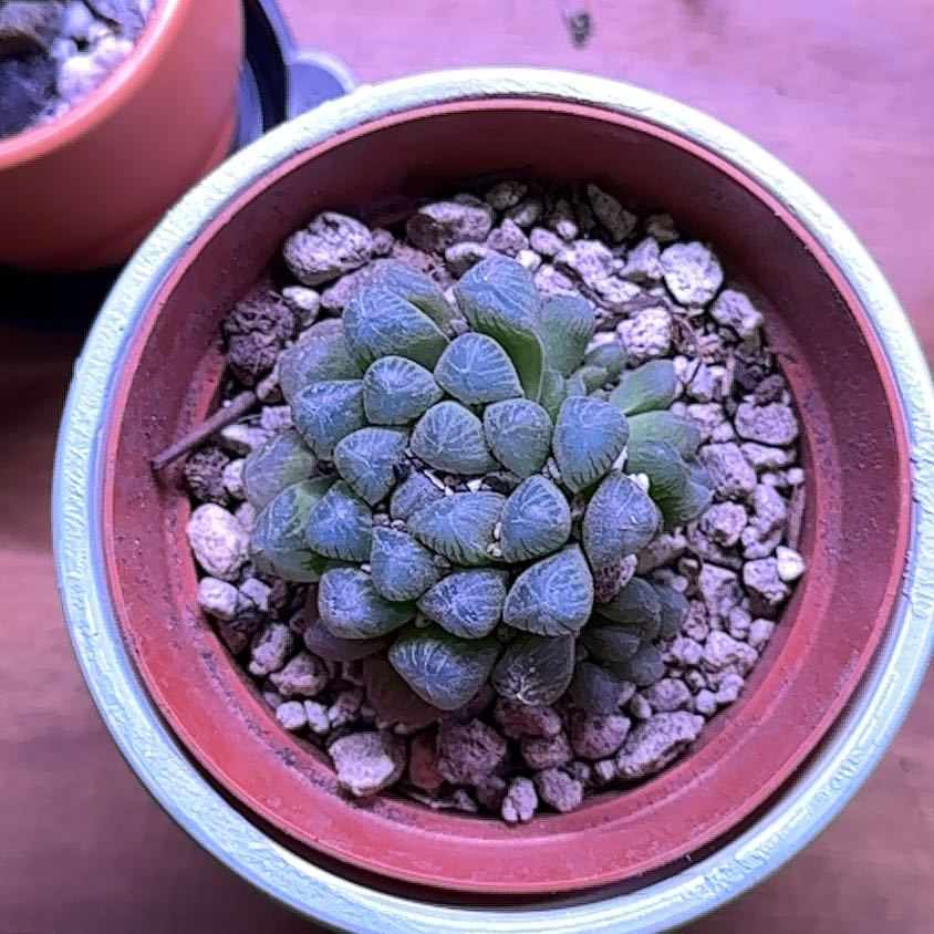 Photo of the plant species haworthia cooperi 'Truncata' by @kmarroyo1 named Muhammad Ali on Greg, the plant care app