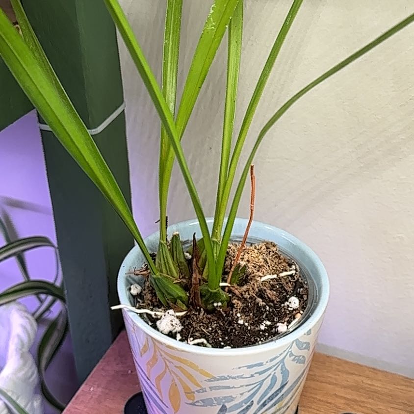 Photo of the plant species Dragon's Mouth Orchid by @kmarroyo1 named Paul on Greg, the plant care app