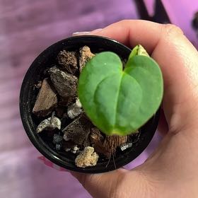 Photo of the plant species Anthurium Besseae Aff x Papillilaminum by @kmarroyo1 named Area 51 on Greg, the plant care app
