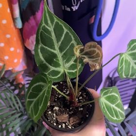 Photo of the plant species Anthurium Doriyaki by @kmarroyo1 named Michelle on Greg, the plant care app