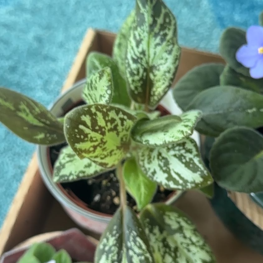 Photo of the plant species Michaelmoelleria vietnamensis by @kmarroyo1 named Todd on Greg, the plant care app