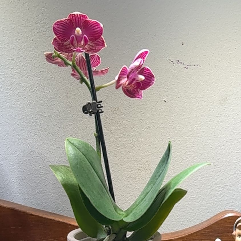 Photo of the plant species Striped Sun Orchid by @kmarroyo1 named Thelma on Greg, the plant care app