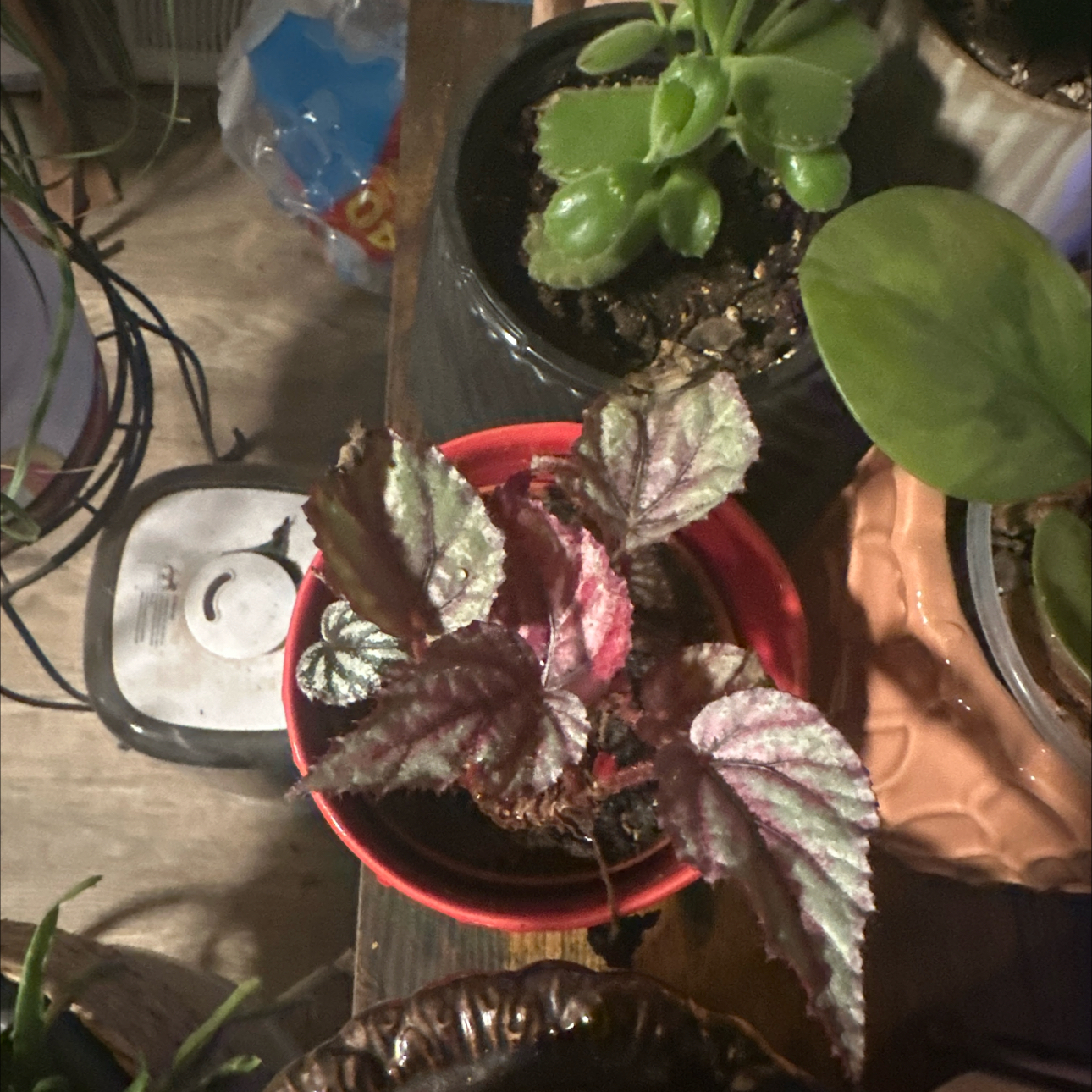 Photo of the plant species Begonia Jurassic Fire by @kmarroyo1 named Red on Greg, the plant care app