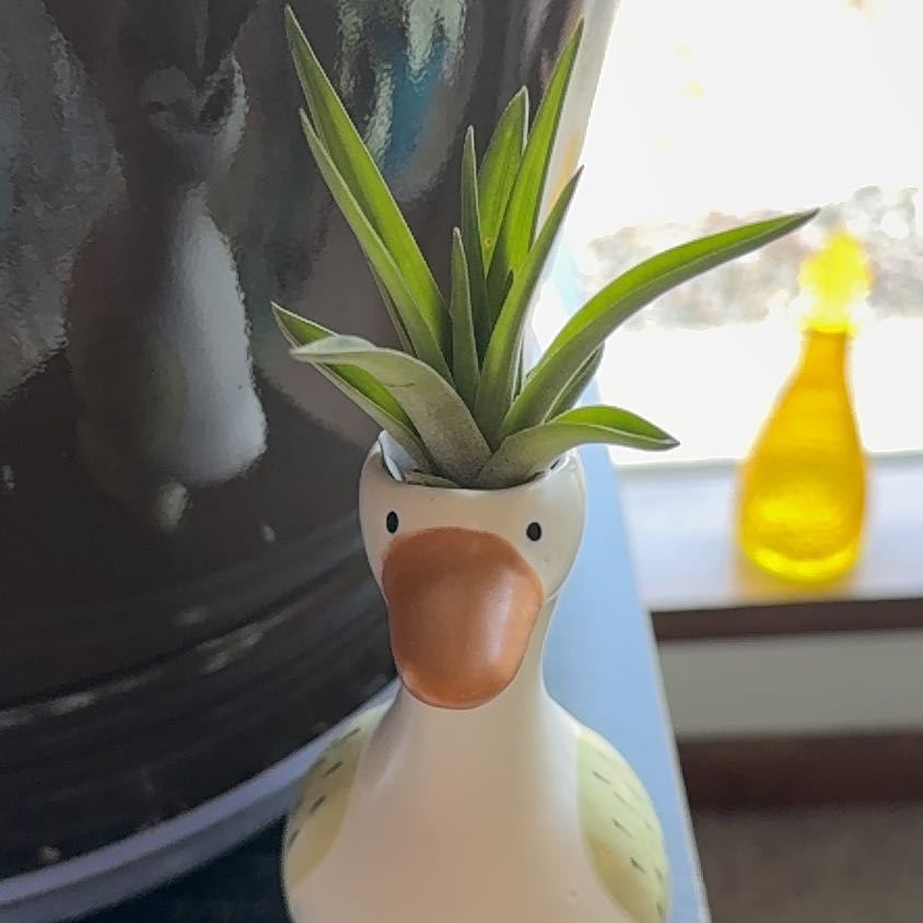 Photo of the plant species Aeranthos Air Plant by @Crossandra named Sage on Greg, the plant care app