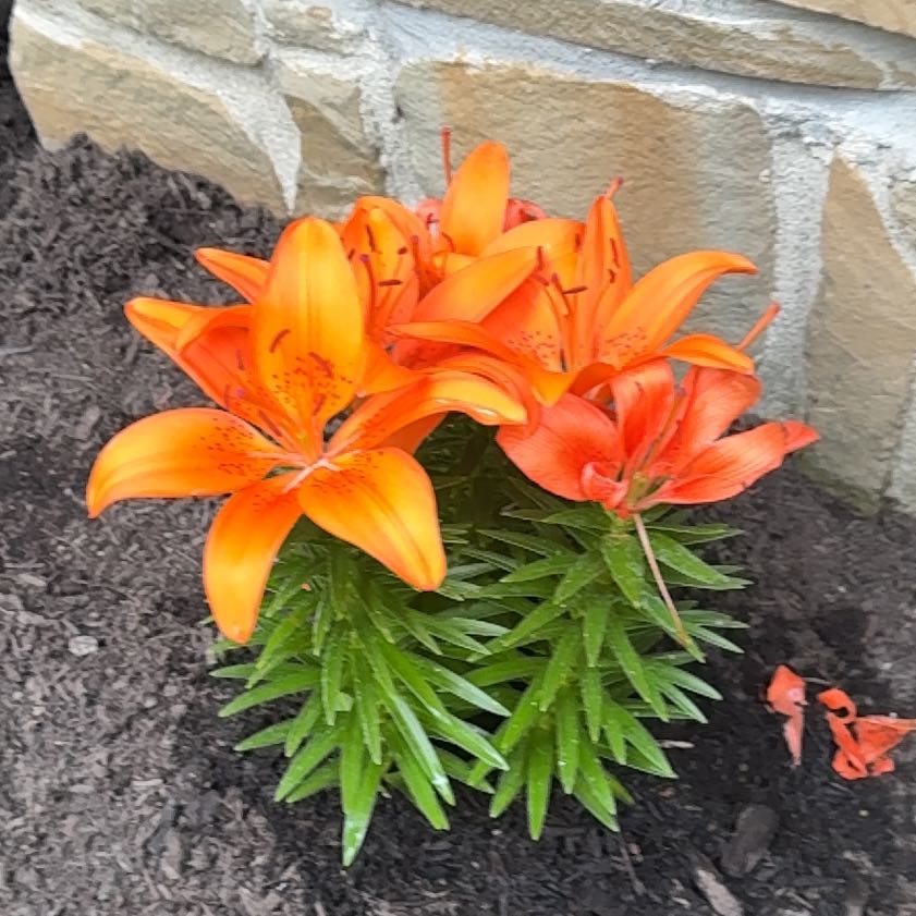 Photo of the plant species Orange Lily by @Crossandra named Whimsy on Greg, the plant care app