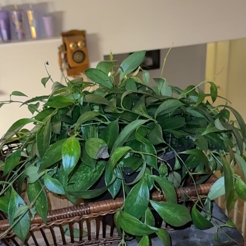 Photo of the plant species Variegated Mini Lipstick Plant by @Crossandra named Emerson on Greg, the plant care app
