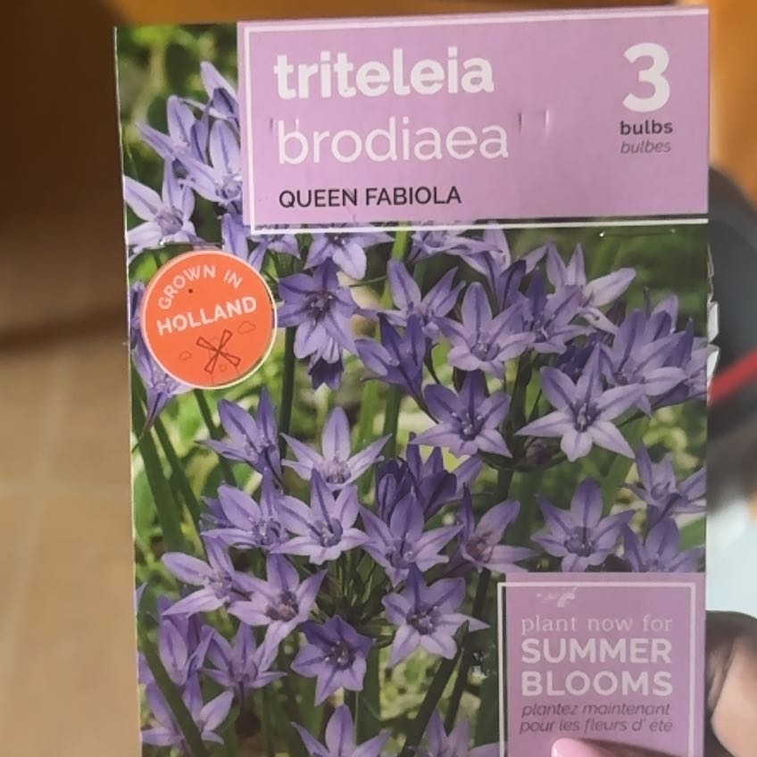Photo of the plant species Bridges' Brodiaea by @PerfectOnion49 named GeGe on Greg, the plant care app