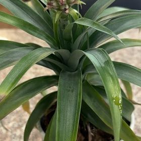 Photo of the plant species Pineapple by @NovelAdelinia20 named Achilles on Greg, the plant care app