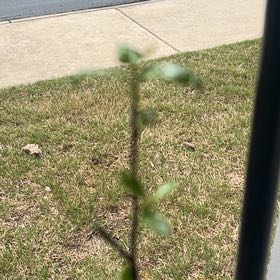 Photo of the plant species Japanese Winterberry by @GuruHemlock62 named Winterberry Male on Greg, the plant care app