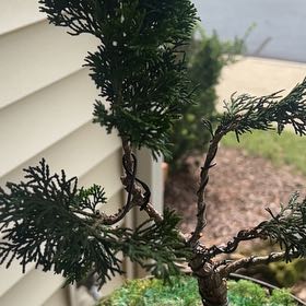Photo of the plant species Dwarf Hinoki Cypress by @GuruHemlock62 named Sahara on Greg, the plant care app