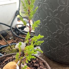 Photo of the plant species Monterey Cypress by @GuruHemlock62 named Cali Kush on Greg, the plant care app