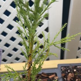 Photo of the plant species Bonsai Dawn Redwood by @GuruHemlock62 named Diana on Greg, the plant care app