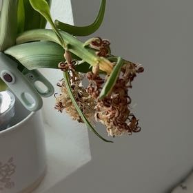 Photo of the plant species White Hyacinth by @ClimbingWaxvine named Keanu Leaves on Greg, the plant care app