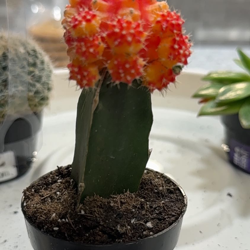 Photo of the plant species Grafted Cacti by @SavvyAlula28 named Planty on Greg, the plant care app
