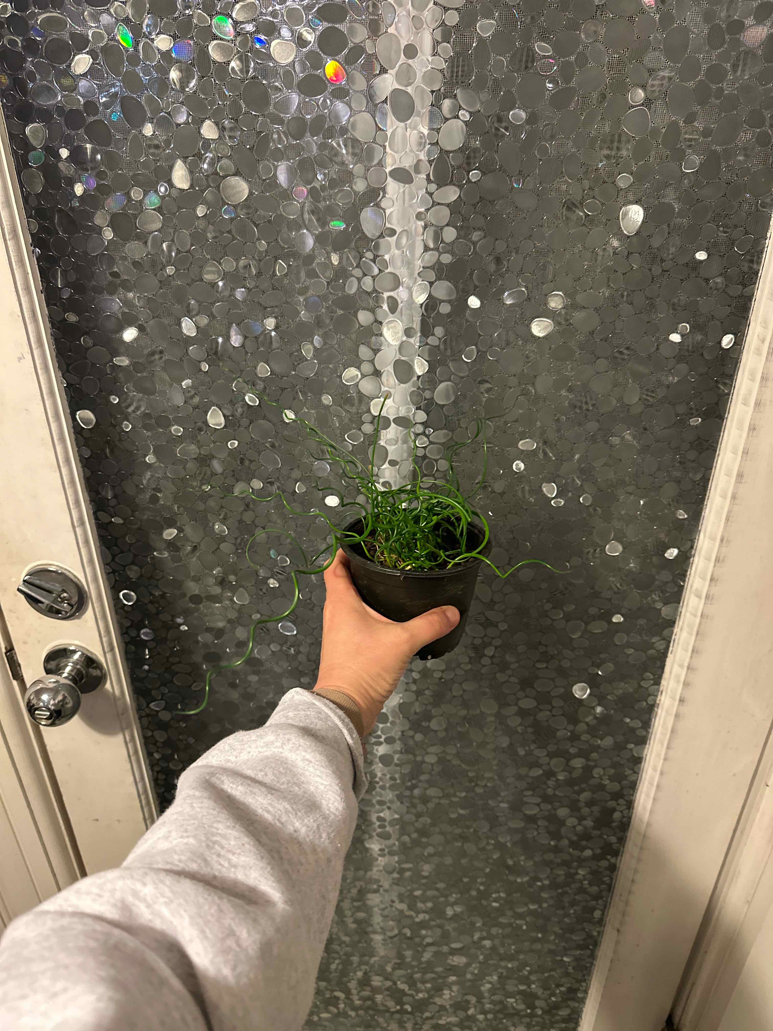 A healthy Common Rush plant being held in front of a decorative glass door.