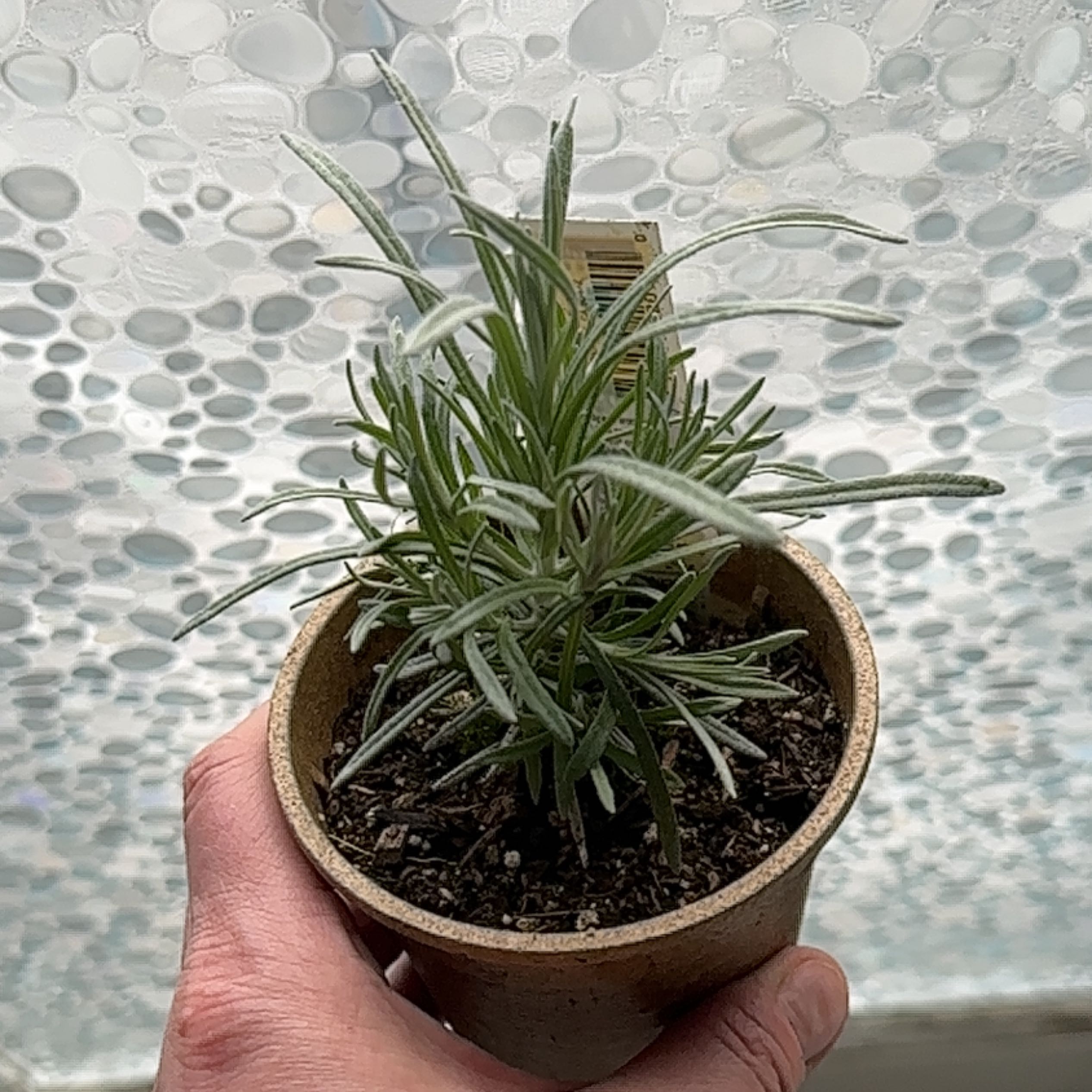 A healthy Italian Strawflower plant in a pot, held by a hand.