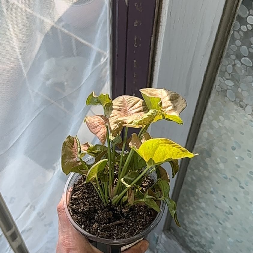 Potted Pink Arrowhead Vine with yellowing and browning leaves, held by a hand near a window.